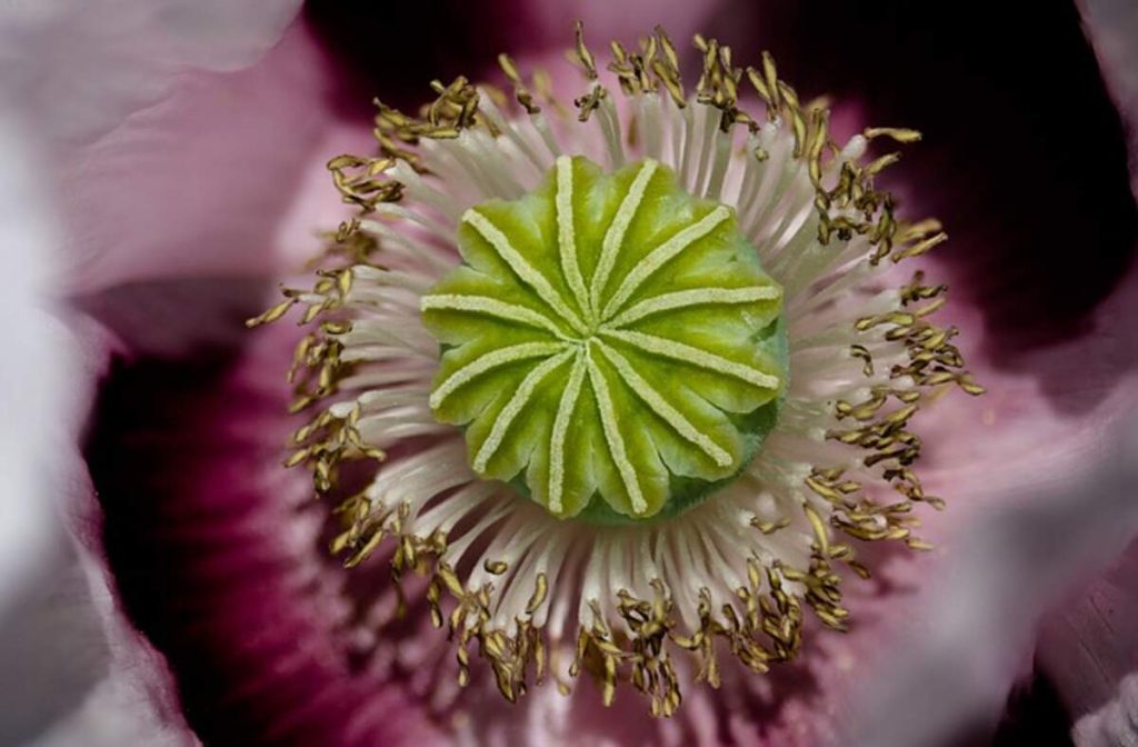 Dry poppy pods