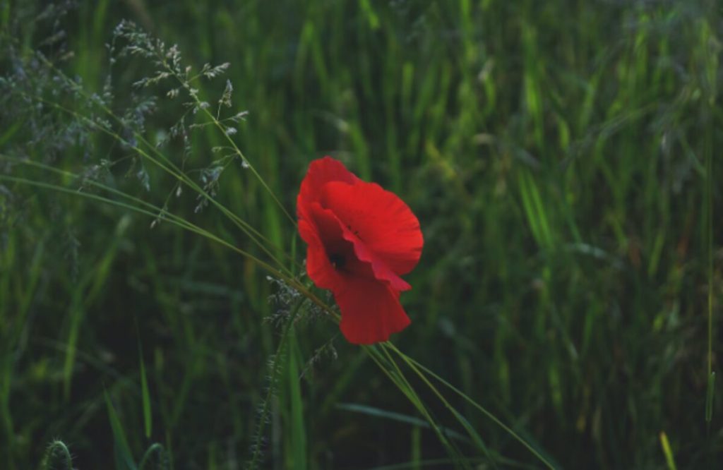 poppy pods for sale