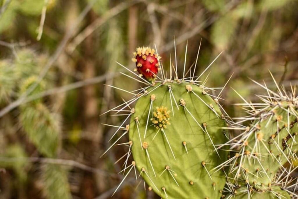 Psychoactive Properties of Peyote Cactus Explained