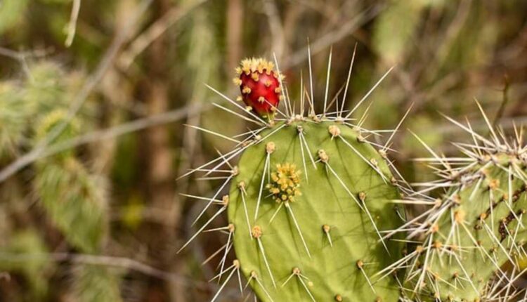 Psychoactive Properties of Peyote Cactus Explained